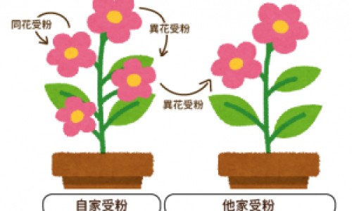 黄豆打豆浆熟豆是煮还是蒸好-黄豆煮熟打豆浆和生黄豆打豆浆、黄豆打豆浆是熟的好还是生的好 -黄豆烧熟了打浆和豆浆有什么区别网