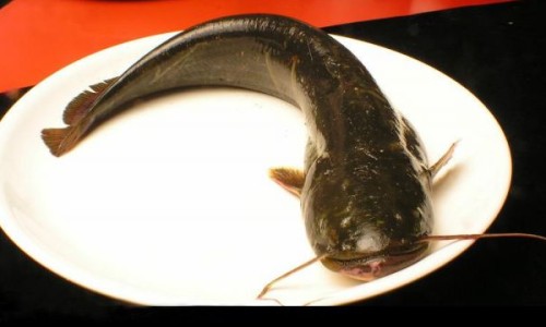 黄豆煮熟打豆浆和生黄豆打豆浆、黄豆打豆浆是熟的好还是生的好 -黄豆烧熟了打浆和豆浆有什么区别网