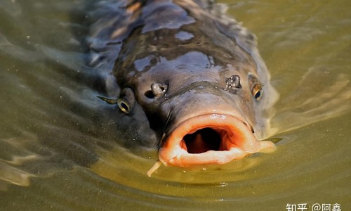 黄豆煮熟打豆浆和生黄豆打豆浆、黄豆打豆浆是熟的好还是生的好 -黄豆烧熟了打浆和豆浆有什么区别网