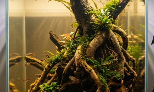 黄豆煮熟打豆浆和生黄豆打豆浆、黄豆打豆浆是熟的好还是生的好 -黄豆烧熟了打浆和豆浆有什么区别网